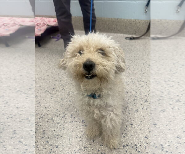 Medium Photo #5 Bichon Frise-Unknown Mix Puppy For Sale in Fort Collins, CO, USA