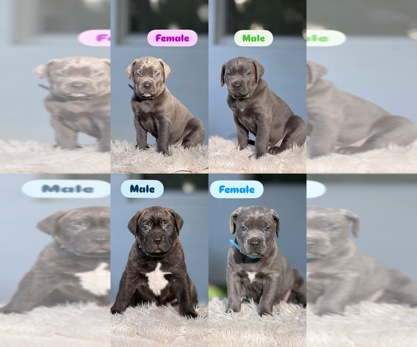 Medium Photo #1 Cane Corso Puppy For Sale in HOLLYWOOD, FL, USA
