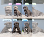 Small Cane Corso