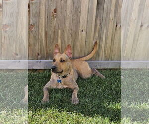 Ginny - Female Labrador Retriever-Unknown Mix Dog for Adoption - Photo #3