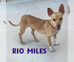 Small #23 Dachshund Mix