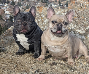 Mother of the French Bulldog puppies born on 12/06/2023