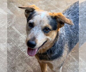 Mutt Dogs for adoption in Canton, CT, USA