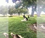 Small #14 German Shepherd Dog