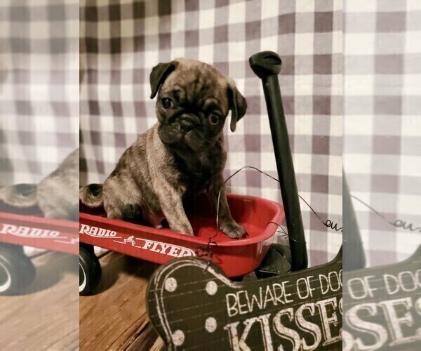 Medium Photo #1 Pug Puppy For Sale in HILLTOP LAKES, TX, USA
