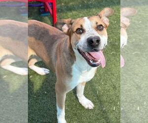 Mutt Dogs for adoption in Woodbury, NY, USA