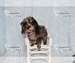 Small #2 Poodle (Toy)