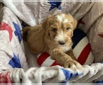 Small #1 Australian Labradoodle-Bernedoodle Mix
