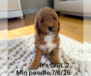 Poodle (Miniature) Puppy for sale in MONTPELIER, OH, USA