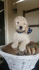 Poodle (Standard) Puppy for sale in CERES, CA, USA