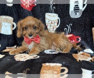 Cavapoo Puppy for Sale in LAKELAND, Florida USA