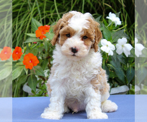 Cavapoo Puppy for sale in EAST EARL, PA, USA