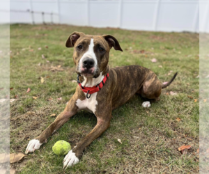 American Pit Bull Terrier-Unknown Mix Dogs for adoption in Boston, MA, USA