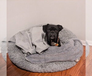 Boxer Dogs for adoption in Burnsville, MN, USA