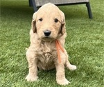 Small Photo #99 Goldendoodle Puppy For Sale in PHOENIX, AZ, USA