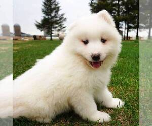 Samoyed Puppy for sale in THORP, WI, USA