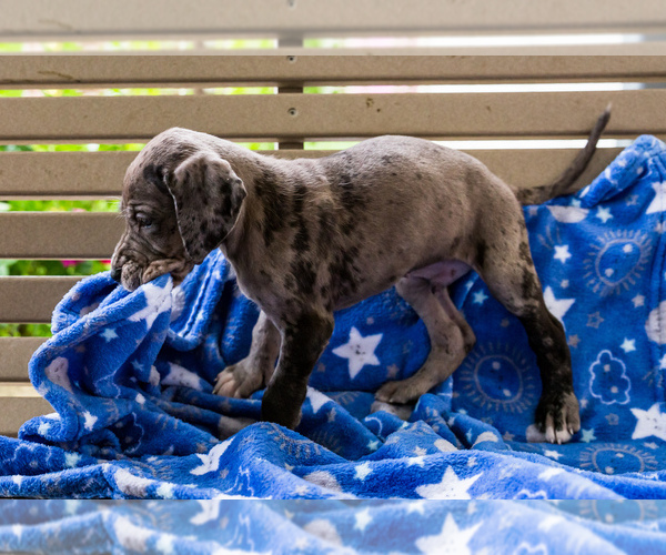 Medium Photo #5 Great Dane Puppy For Sale in WAKARUSA, IN, USA