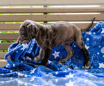 Small Photo #5 Great Dane Puppy For Sale in WAKARUSA, IN, USA