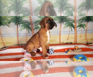 Boxer Puppy for sale in BEAR CREEK, NC, USA