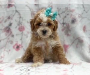 Havashu-Poodle (Miniature) Mix Puppy for sale in LAKELAND, FL, USA