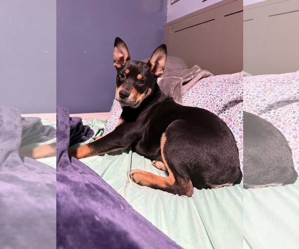 Medium Photo #1 Mutt Puppy For Sale in Binghamton, NY, USA