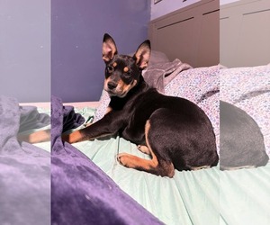 Mutt Dogs for adoption in Binghamton, NY, USA