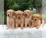 Small #2 Golden Retriever
