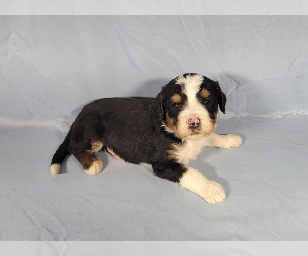 Medium Photo #3 Bernedoodle Puppy For Sale in BLACK FOREST, CO, USA