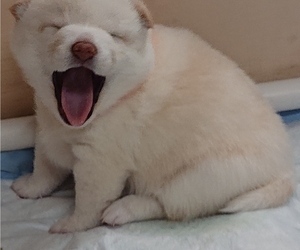 Shiba Inu Puppy for sale in DALY CITY, CA, USA
