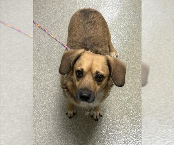 Medium Photo #1 Chihuahua-Unknown Mix Puppy For Sale in Las Vegas, NV, USA