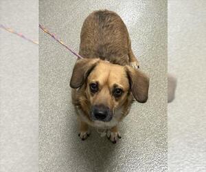 Chihuahua-Unknown Mix Dogs for adoption in Las Vegas, NV, USA