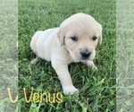 Small Photo #8 Golden Retriever Puppy For Sale in DEARBORN, MO, USA