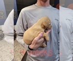 Small Photo #19 Labrador Retriever Puppy For Sale in KATHLEEN, GA, USA