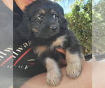 Small #2 Australian Shepherd-Maltese Mix
