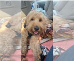 Small #1 Labradoodle