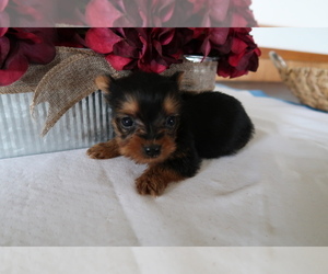 Yorkshire Terrier Puppy for sale in KALAMAZOO, MI, USA