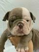 Small Photo #4 English Bulldog Puppy For Sale in DANIA BEACH, FL, USA