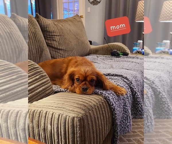 Medium Photo #1 Cavalier King Charles Spaniel Puppy For Sale in NEW BRAUNFELS, TX, USA