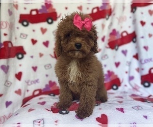 Cock-A-Poo Puppy for sale in LAKELAND, FL, USA