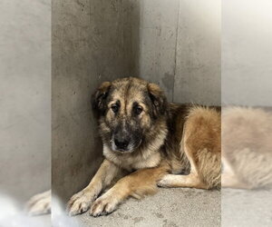 German Shepherd Dog Dogs for adoption in San Bernardino, CA, USA
