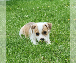 Labrador Retriever-Unknown Mix Dogs for adoption in Fargo, ND, USA