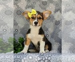 Small Photo #1 Pembroke Welsh Corgi Puppy For Sale in QUARRYVILLE, PA, USA
