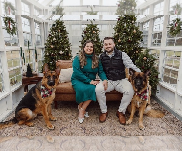 Medium Photo #46 German Shepherd Dog Puppy For Sale in LA FAYETTE, NY, USA