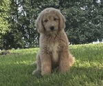 Small #2 Goldendoodle-Poodle (Standard) Mix