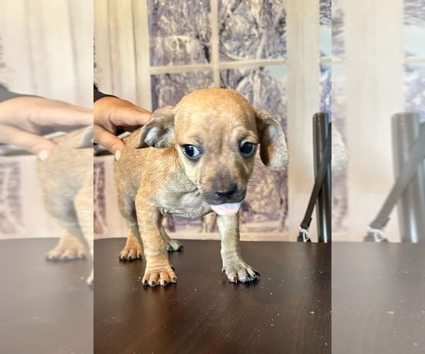 Medium Photo #8 Chihuahua Puppy For Sale in San Diego, CA, USA