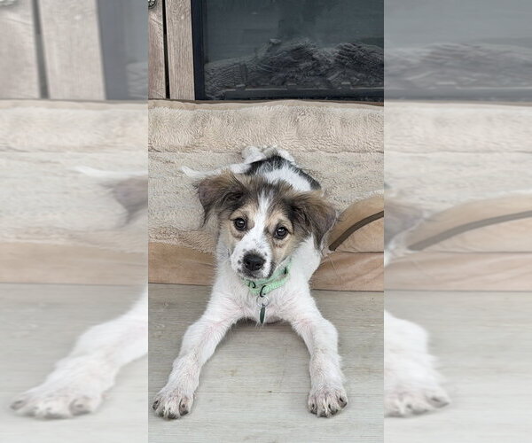 Medium Photo #1 Australian Shepherd-Unknown Mix Puppy For Sale in Springdale, PA, USA