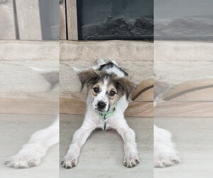 Australian Shepherd-Unknown Mix Dogs for adoption in Springdale, PA, USA
