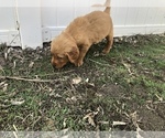 Small Photo #6 Golden Retriever Puppy For Sale in VESTA, MN, USA
