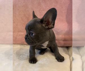French Bulldog Puppy for sale in JOHNS ISLAND, SC, USA
