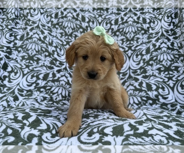 Medium Photo #5 Goldendoodle Puppy For Sale in LAKELAND, FL, USA